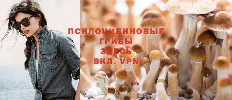 omg маркетплейс  Рязань  Галлюциногенные грибы Psilocybe 